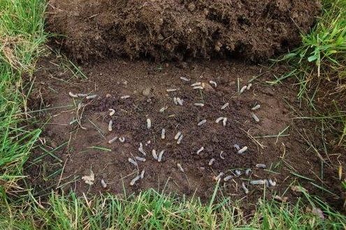 operation lawn distruction a covert attack tomlinson bomberger operation lawn distruction a covert attack tomlinson bomberger