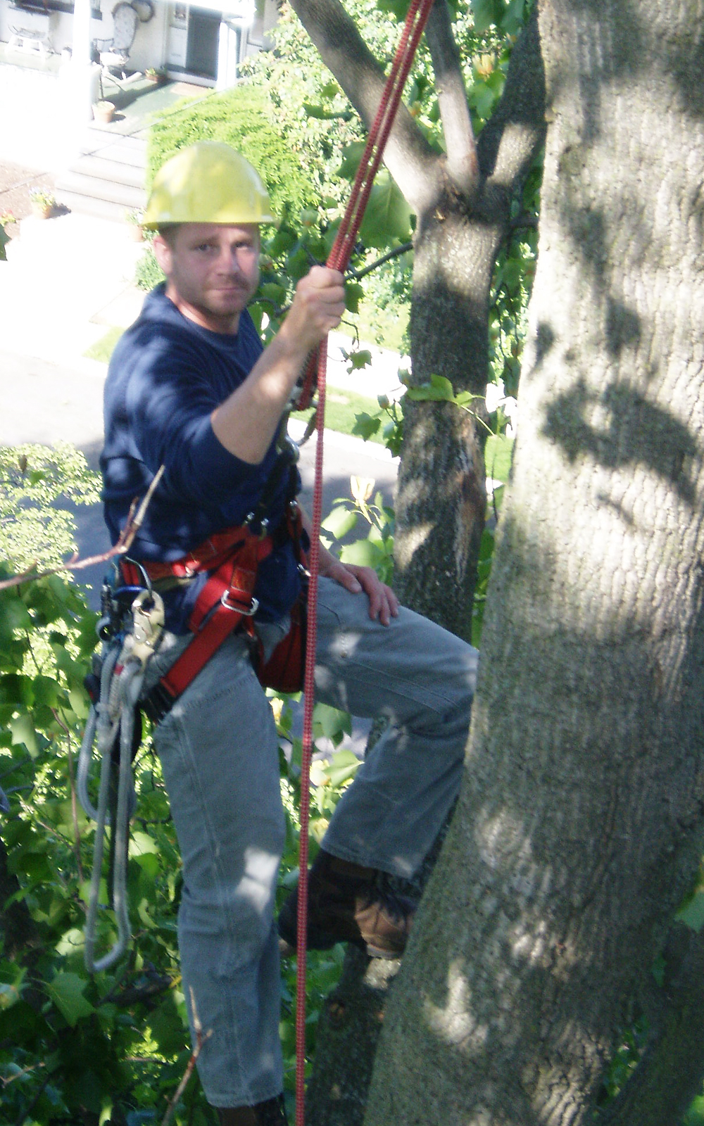 tree climber