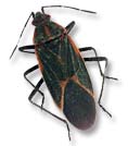 boxelder bug control