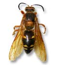 cicada killer management