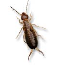 earwig control