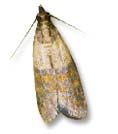 indian meal moth control