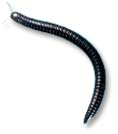 millipede control