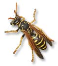 paper wasp