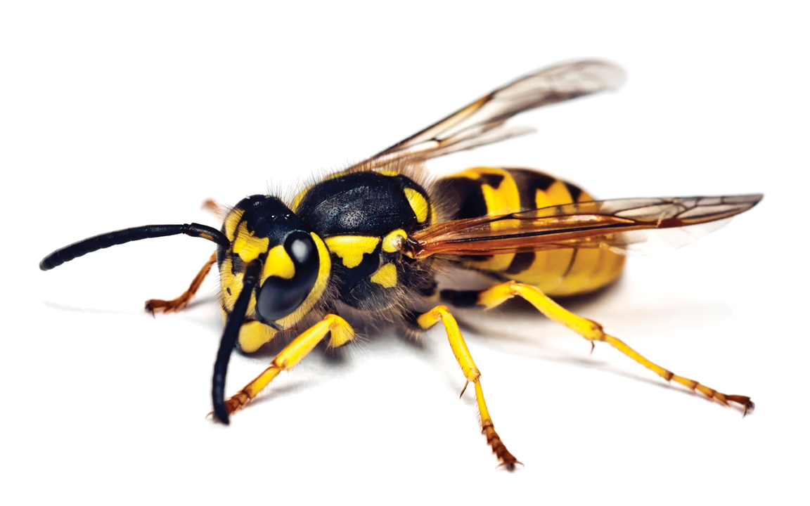 How to Get Rid of a Yellow Jacket Nest | Tomlinson Bomberger
