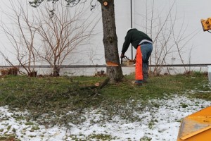 tree removal