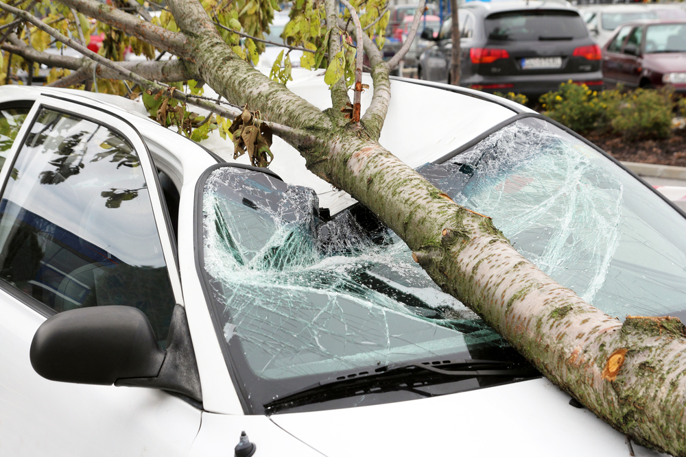 Do It Yourself Tree Removal A Bad Idea  Tomlinson Bomberger