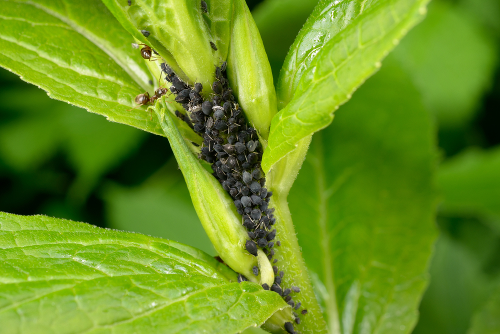 Aphids on Landscape Plants | Tomlinson Bomberger