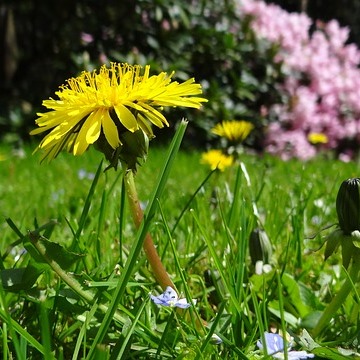 dandelion