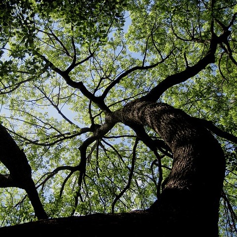 tree disease control