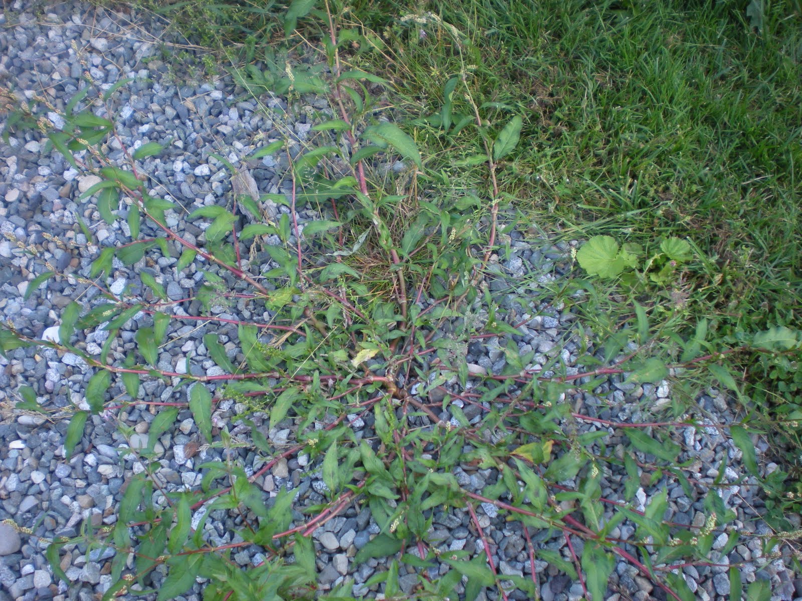 Handling Weeds and Brush on your Commercial Property Tomlinson Bomberger