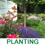 landscape planting