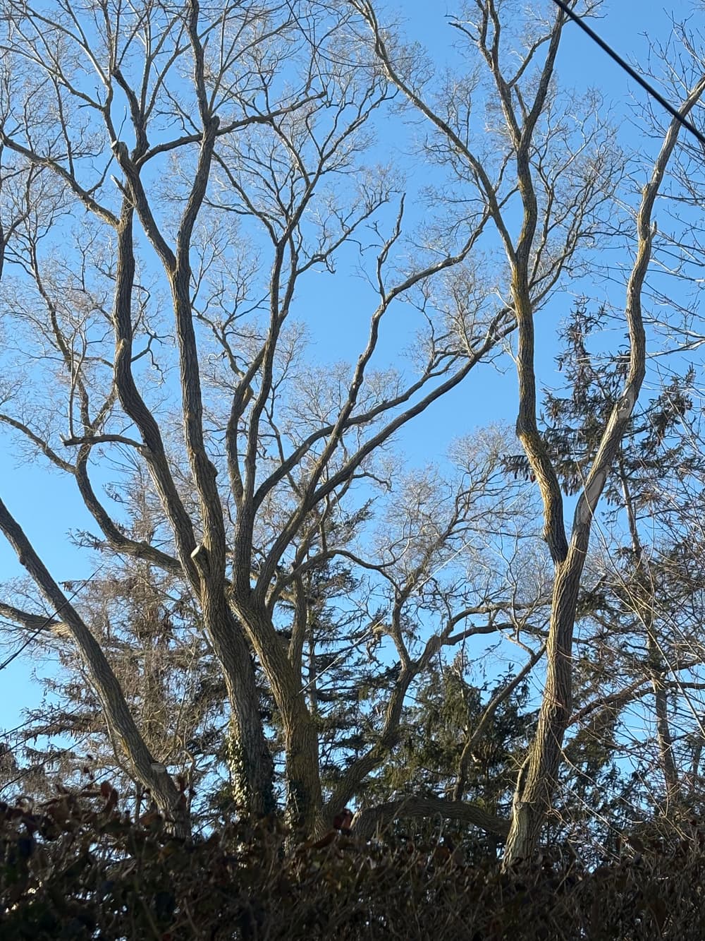 Tree bracing and cable hardware supporting a mature specimen—professional arborist services in South-Central Pennsylvania