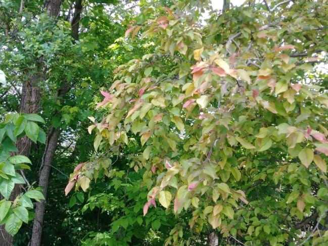 Early leaf color change