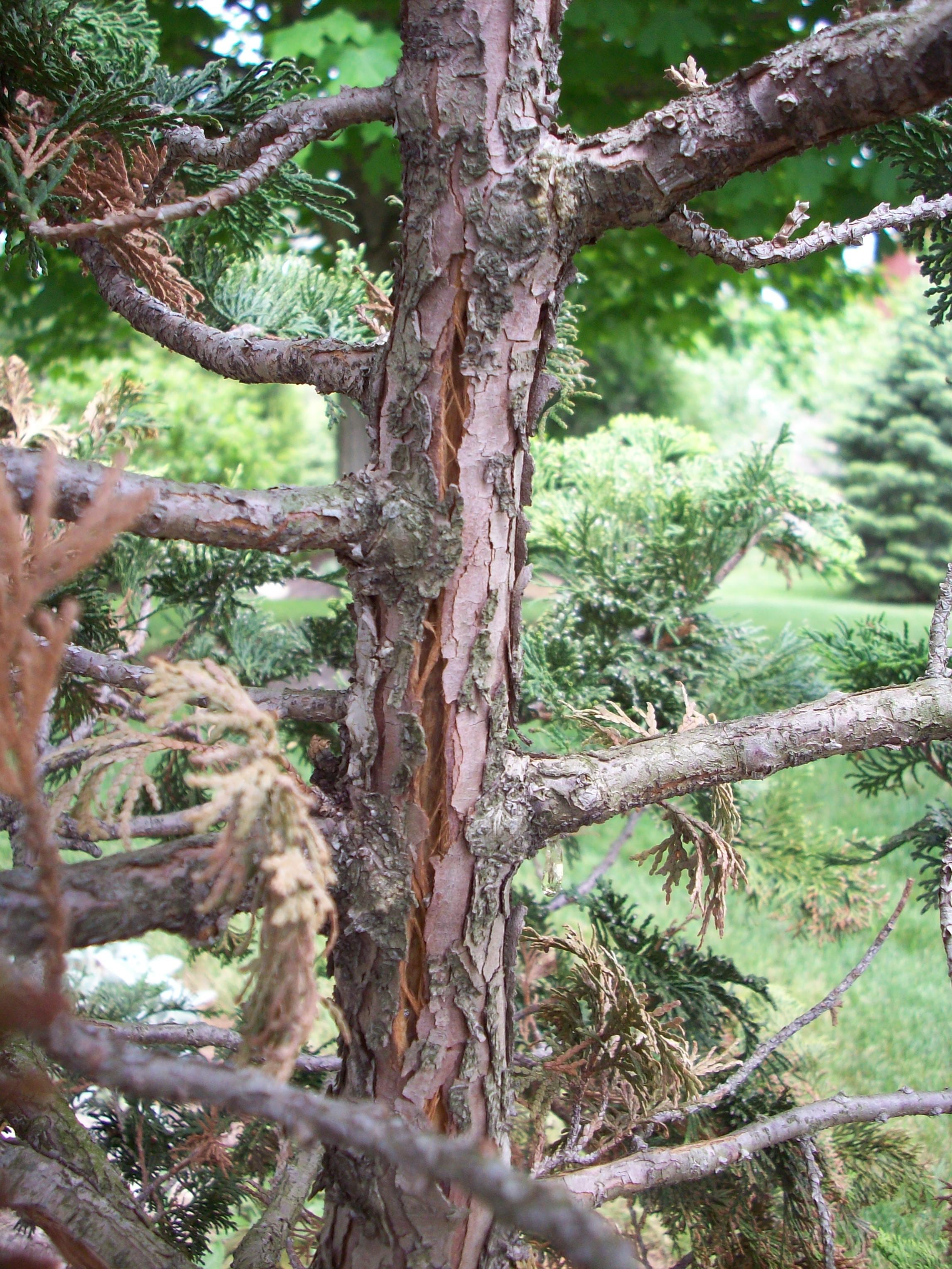 Frost crack in trunk