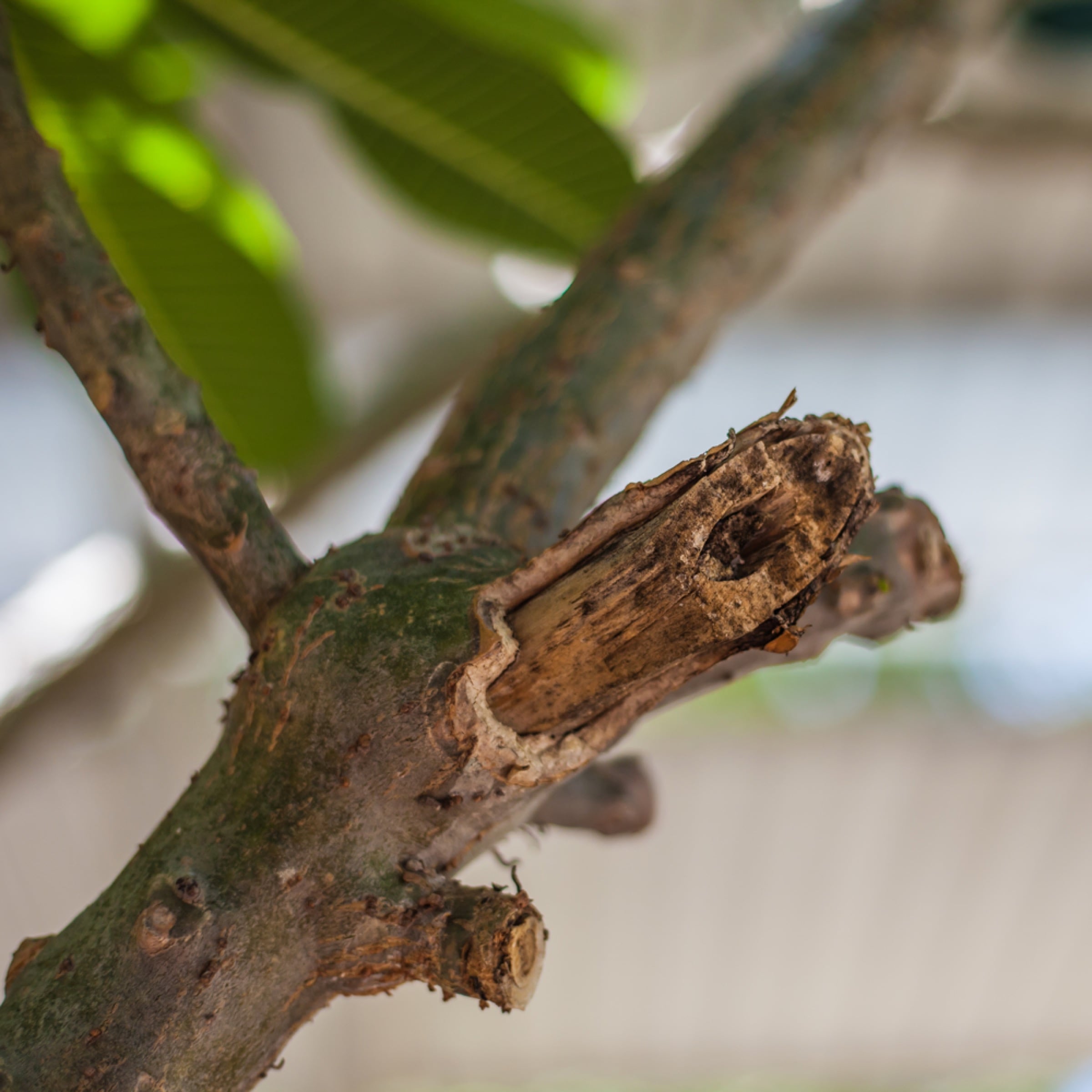 Improper pruning - tree care