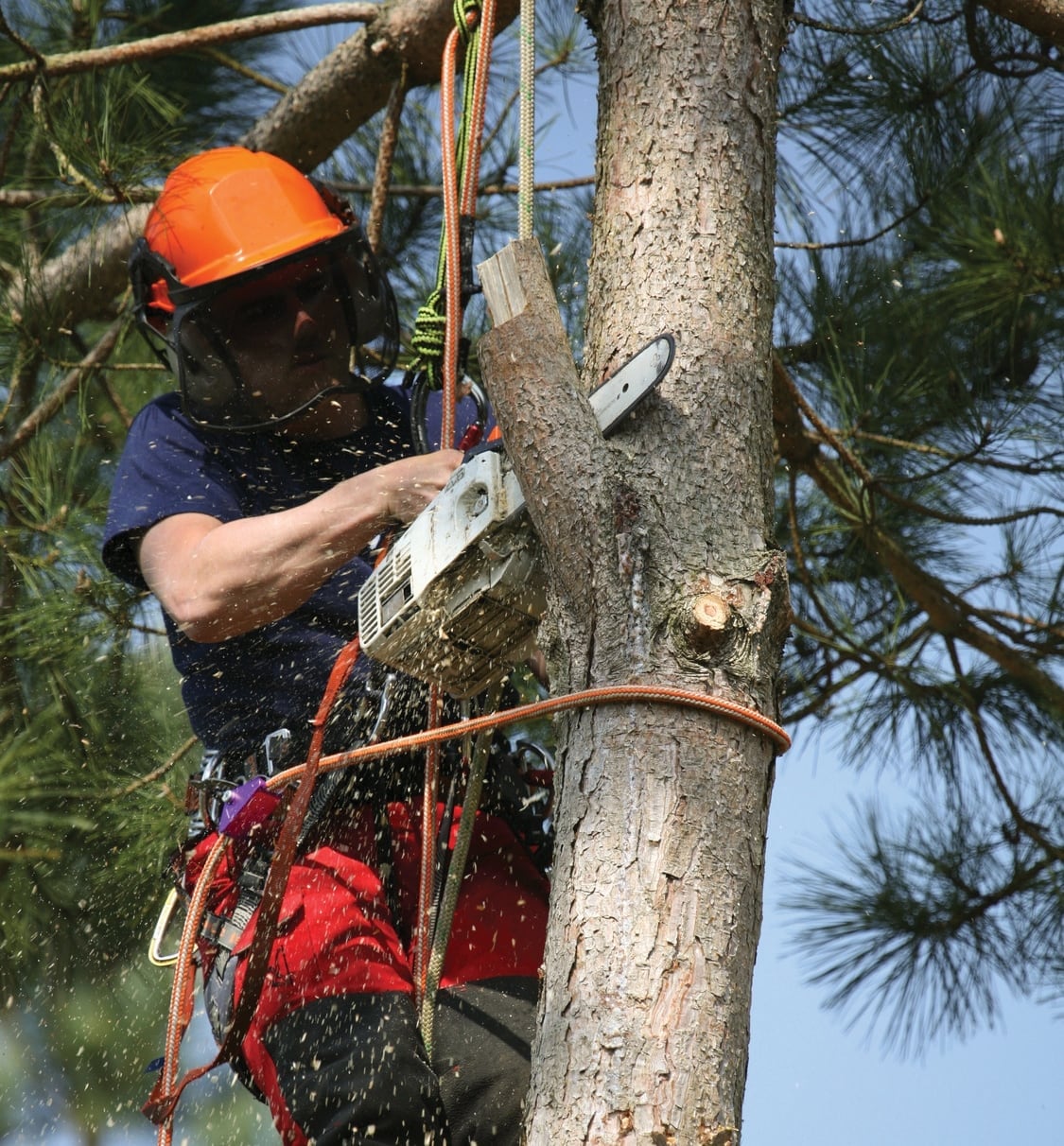 Tree Pruning