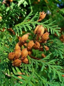 450px-Thuja_occidentalis_004