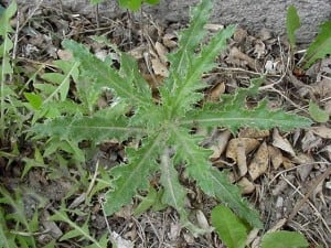 Canada-thistle