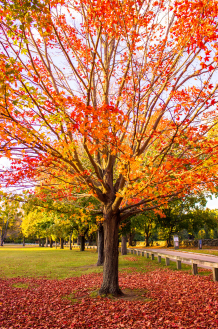 The Many Benefits of Tree Planting & Tree Maintenance