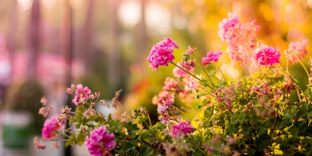 Brown-eye Susans flower cluster.