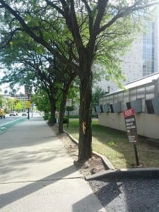 Gleditsia triacanthos (Honey Locust Strip)