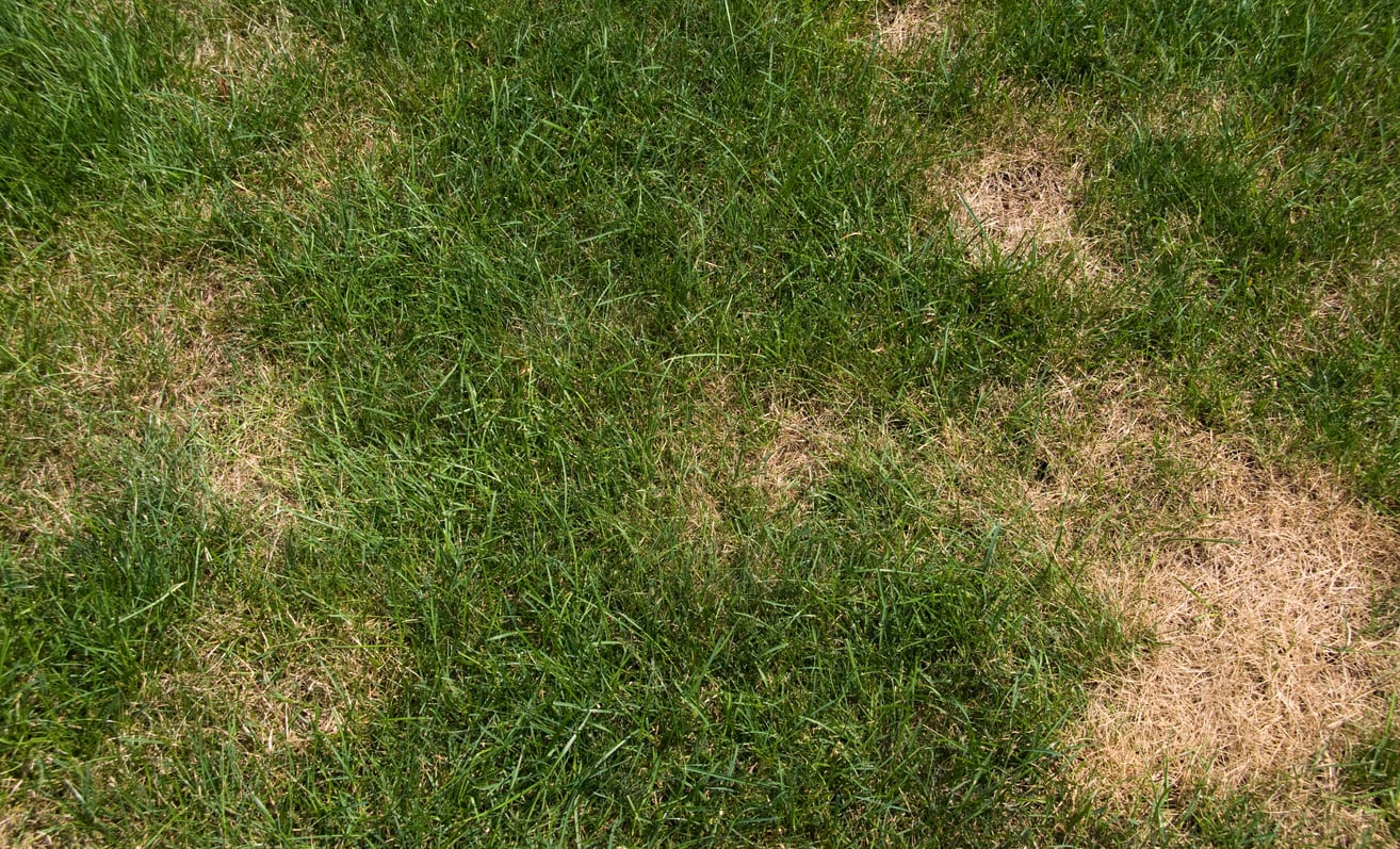 Dollar Spot summer lawn disease