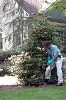 Tree and shrub care soil and root zone work