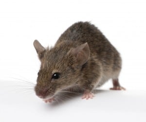 Wild mouse, in front of white background, studio shot