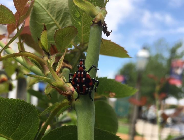 Spotted Lanternfly FAQ's | Tomlinson Bomberger