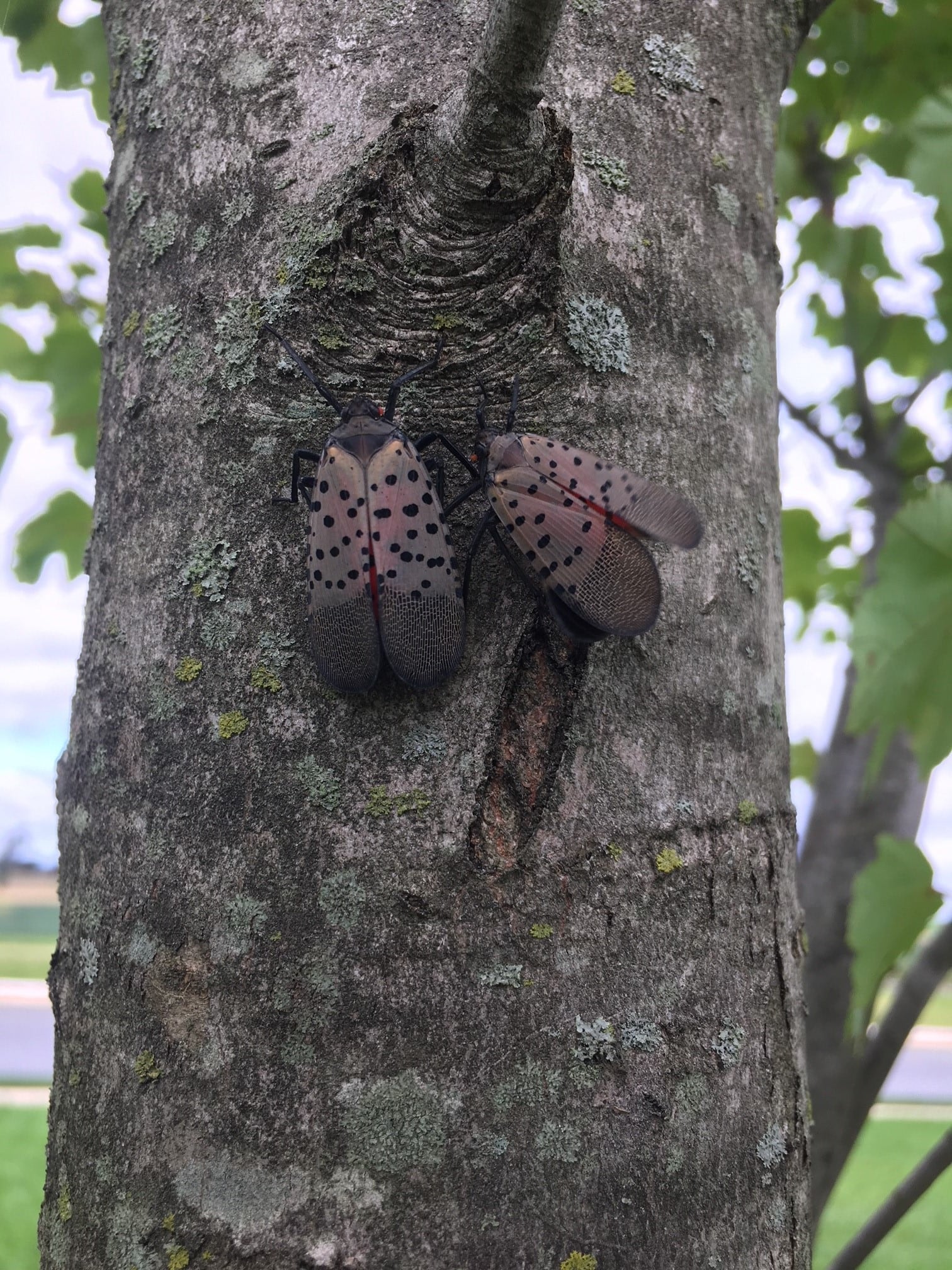spotted lanternfly adult
