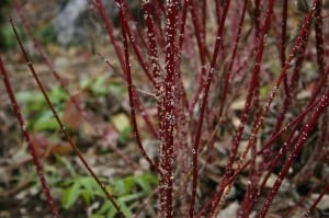Scale_on_red-stemmed_dogwood