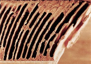 The Trouble with Termites: Steps for Long-Term Protection - Tomlinson Bomberger