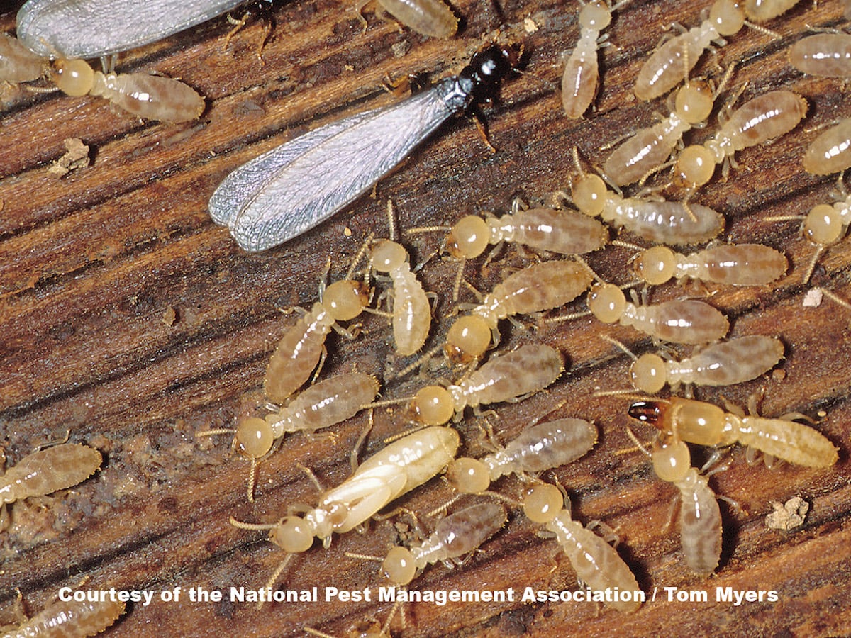 Effective Termite Treatment - Tomlinson Bomberger