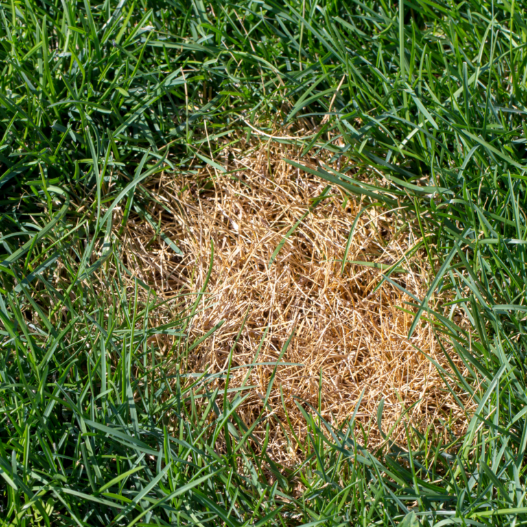 Lawn disease.