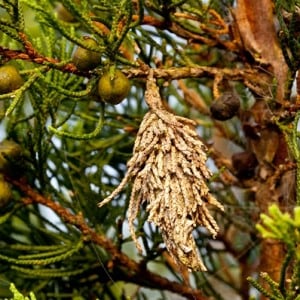 Bagworm