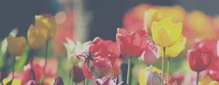 Residential landscape beds and lawn in Central Pennsylvania