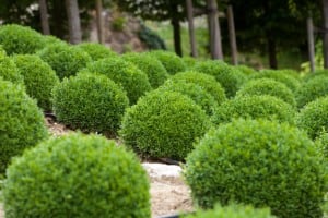 boxwoods
