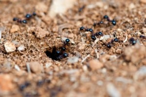 carpenter ants