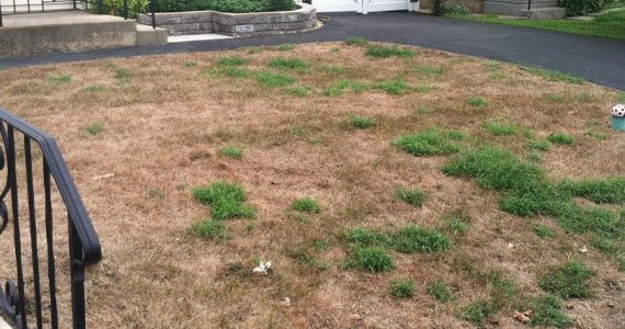 Chinch Bugs, Billbugs, & Sod Webworm Damage