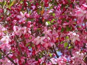 crabapple flowers - pink