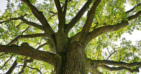 Complete Tree Removal