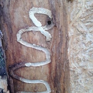Emerald ash borer exit hole and larval gallery under ash tree bark