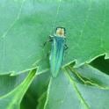 emerald ash borer
