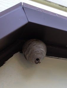 exposed exterior yellow jacket nest