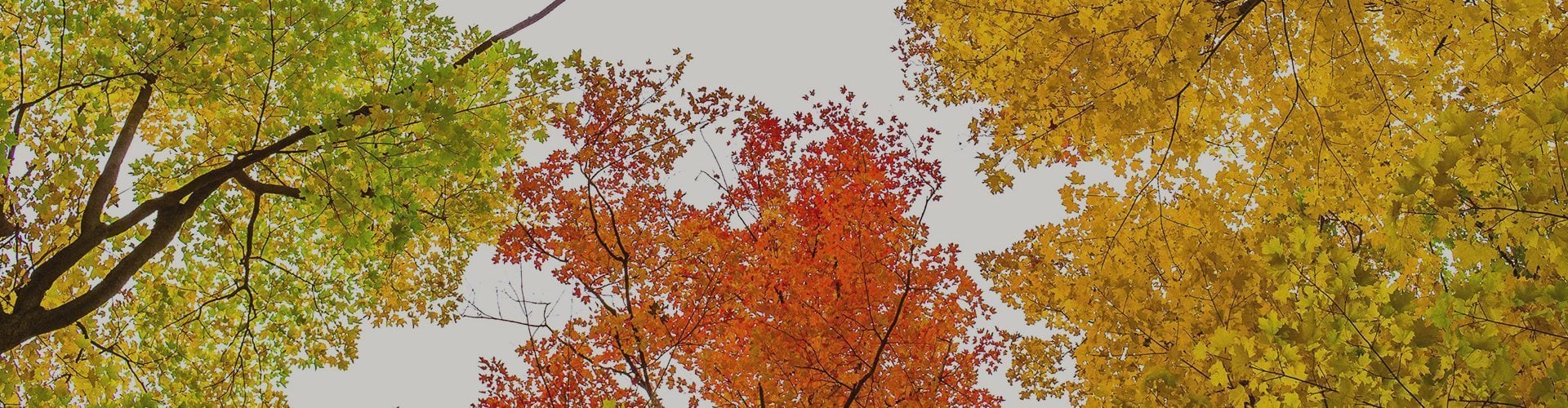 fall lawn care maintenance