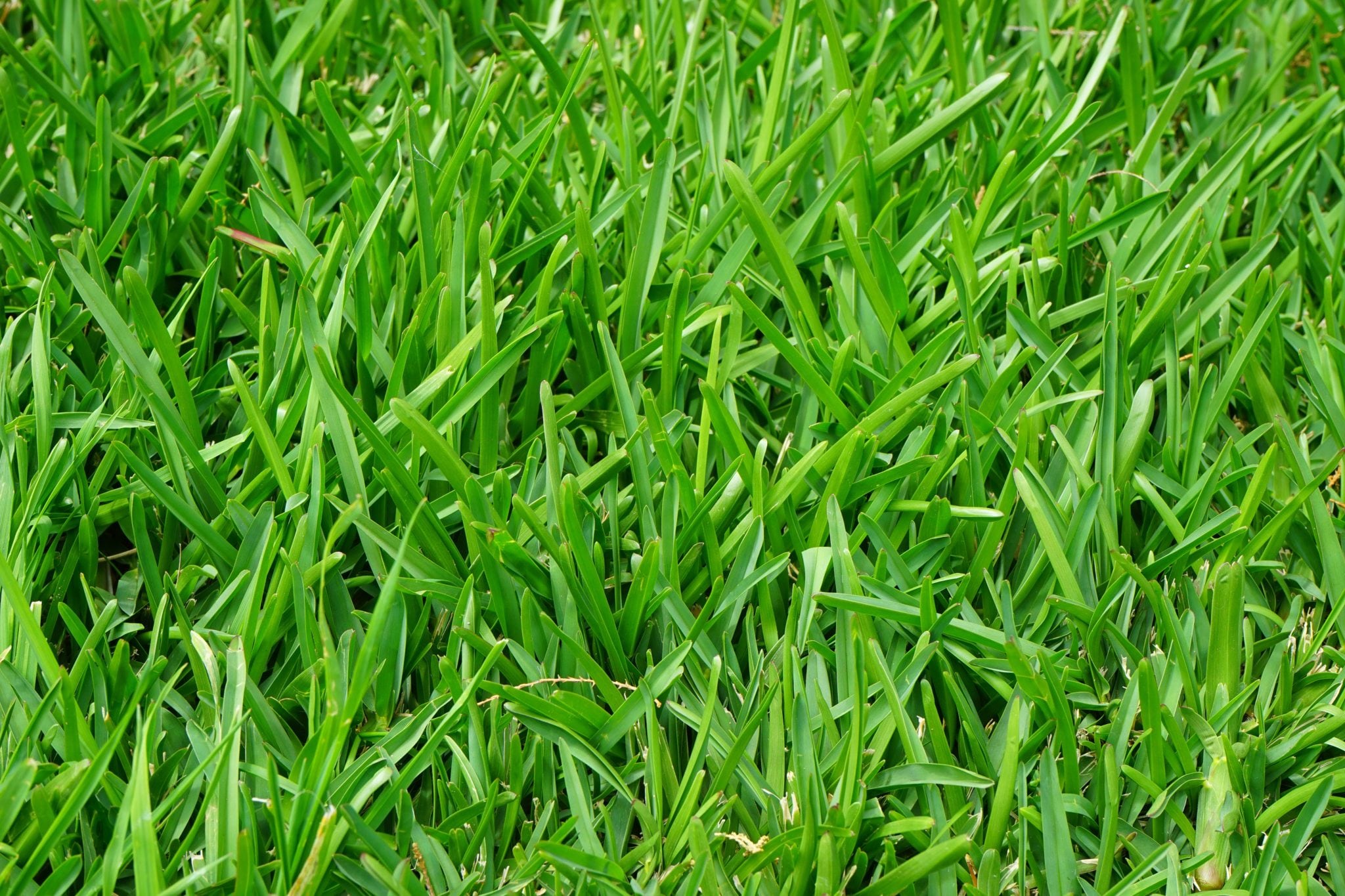 Bogus Lawn Care Facts | Tomlinson Bomberger