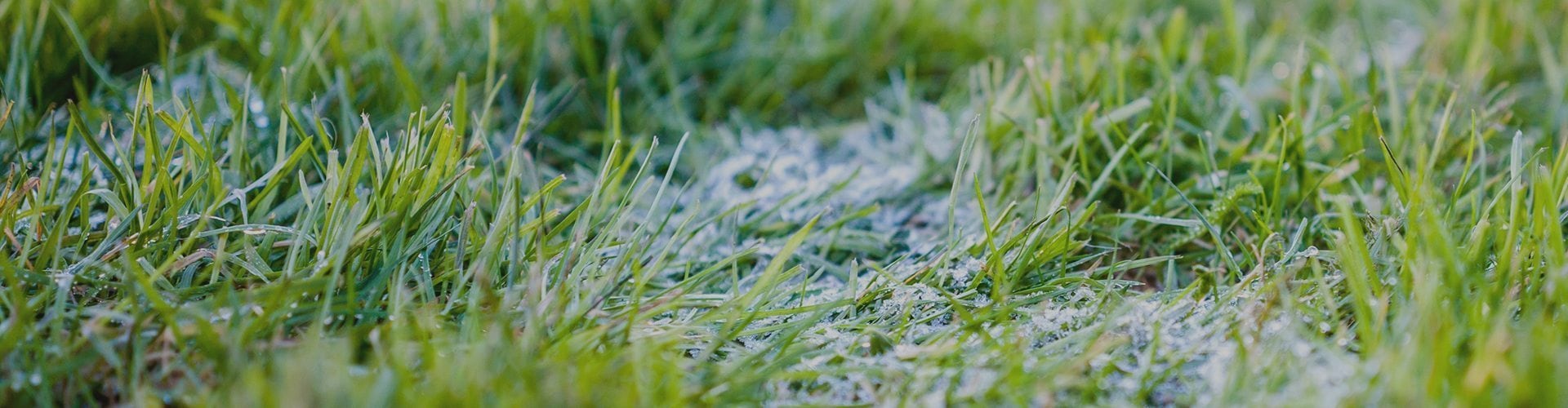 winter lawn care tips for lancaster, pa