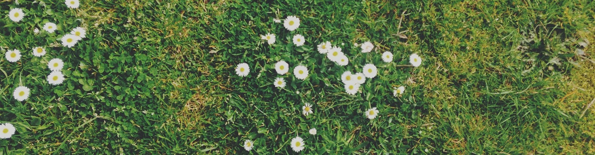 dandelion in pavement