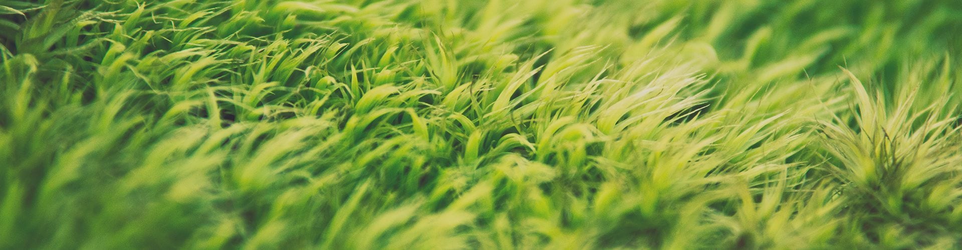 ugly front lawn - erosion by driveway